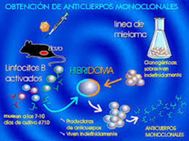 Primeros anticuerpos