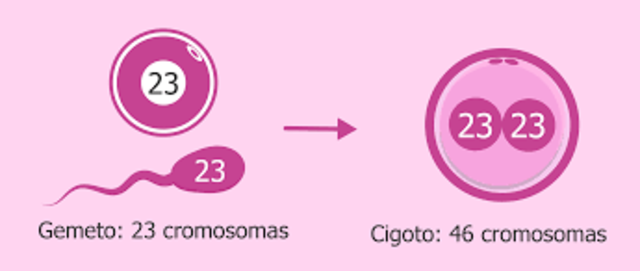 23 pares de cromosomas