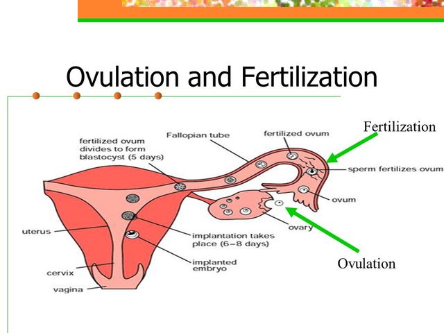 Ovulation