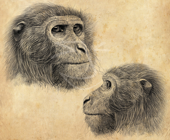 34 Millones de años (Oligoceno): Propliopithecides.