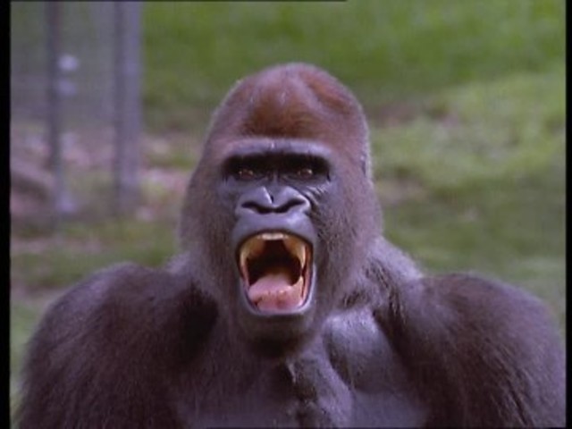 24 Millones de años (Mioceno): Anthropoidea.