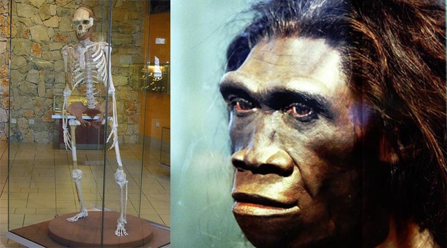 1 Millon de años: Homo erectus.