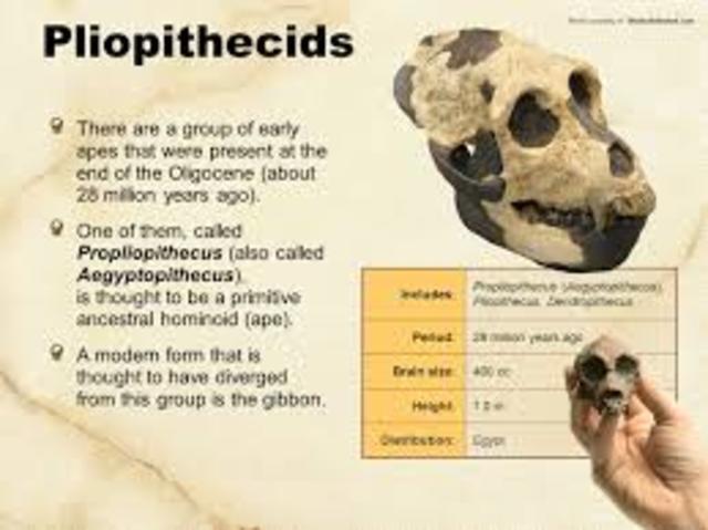 Pliopithecus
