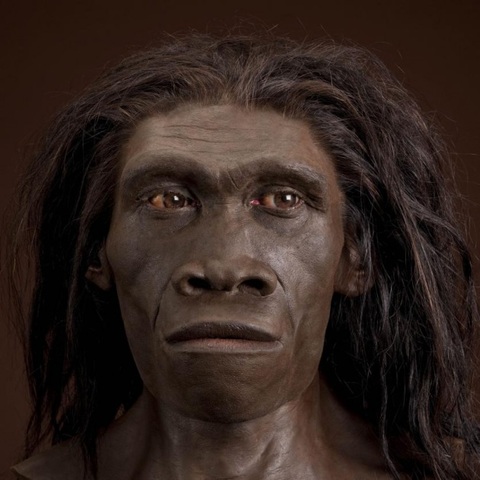Homo erectus