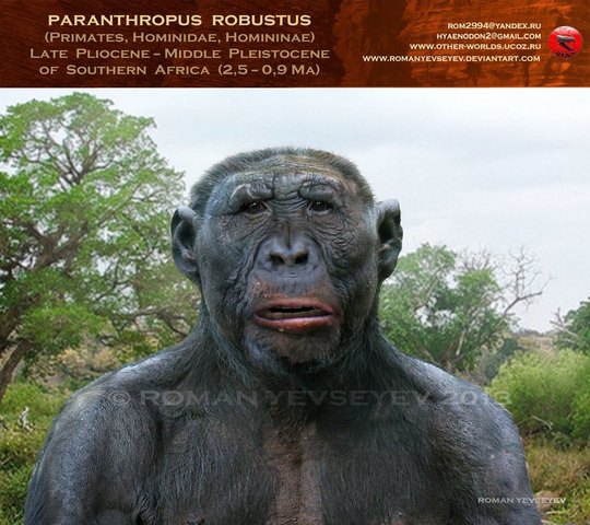 Paranthropus