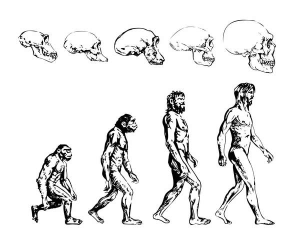 Evolucion del Hombre