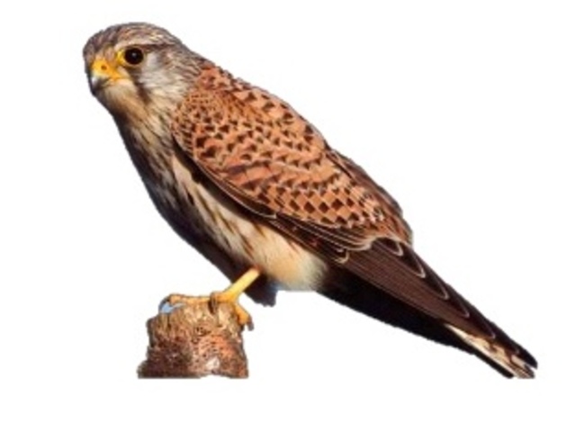 Lanzamiento Java 3.0