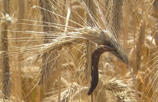 Cornezuelo de centeno y trigo