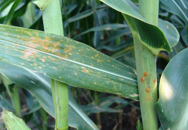 Tizón de la hoja del maíz del sur