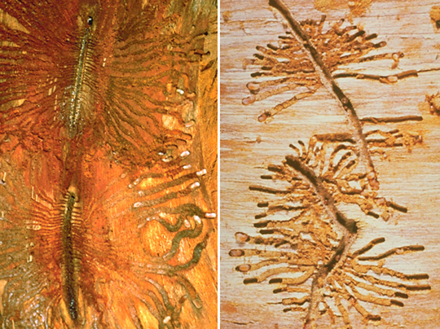 Enfermedad del olmo holandés