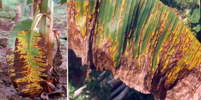 Mancha de hoja de plátano o enfermedad de Sigatoka