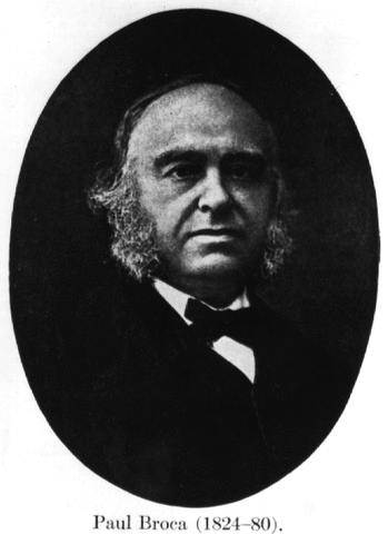 Broca: Importancia de la corteza cerebral.