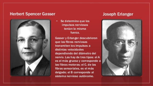 Gasser y  Erlanger