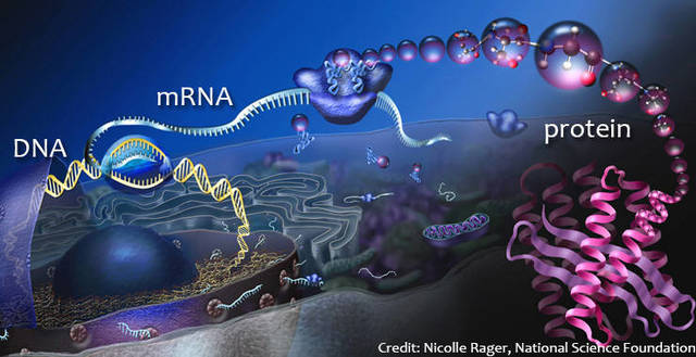 Francis Crick postula el "Dogma central de la biología molecular"