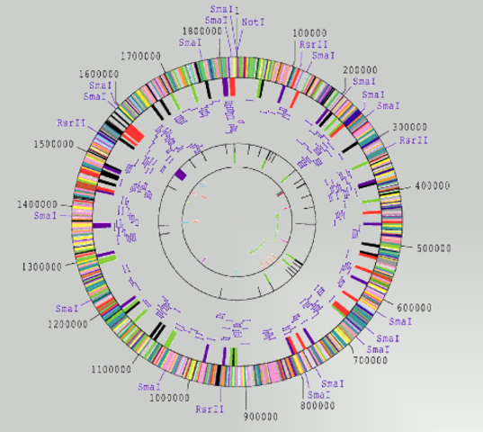 Robert D. Fleischmann y Craig Venter secuencian el primer genoma completo