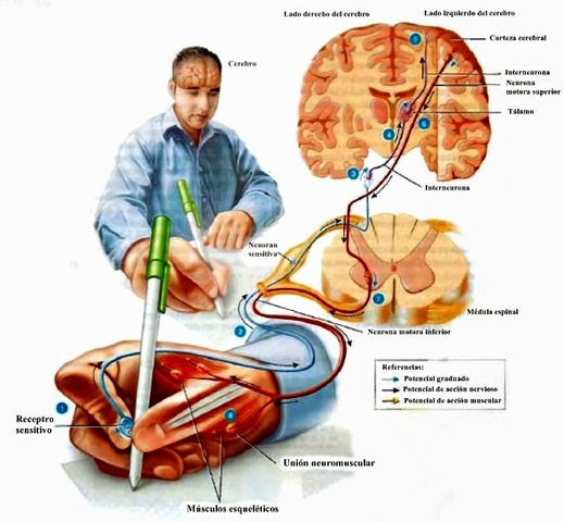 Fisiología general del sistema nerviso