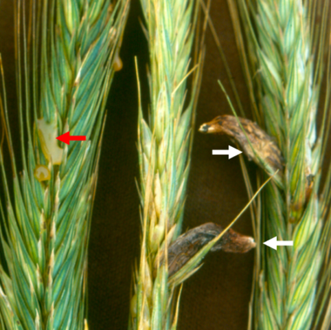 Cornezuelo de centeno y trigo