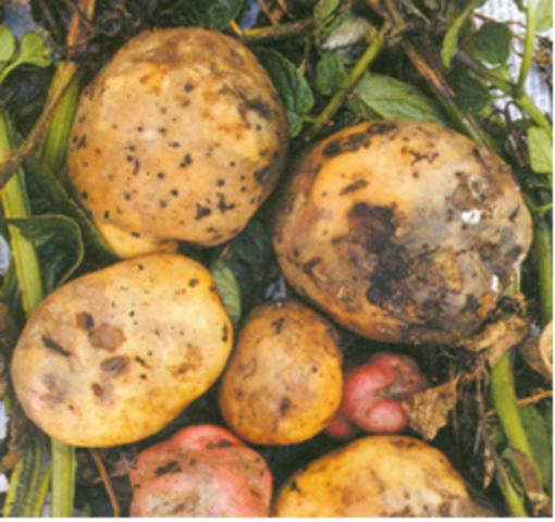Tizón tardío de la papa