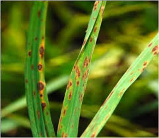 Punto marrón del arroz