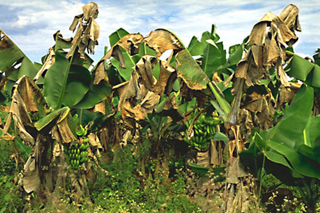 Mancha de hoja de plátano o enfermedad de Sigatoka