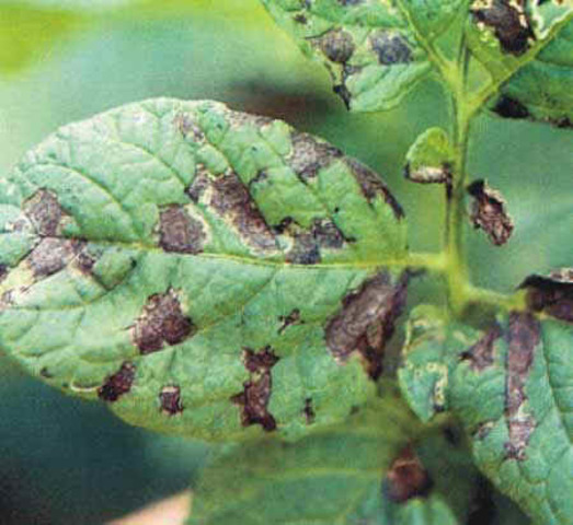 Tizón tardío de la papa (1845-1846)