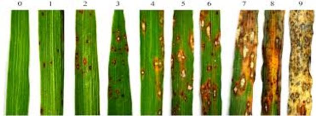 Mancha café del arroz