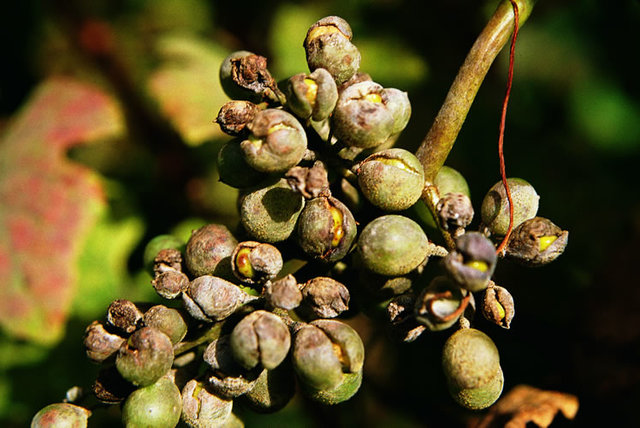 Oidio de la uva (1840-1850)