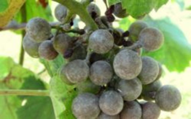 Mildiu velloso de la uva (1870-1880)