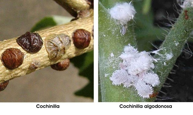 Plagas y Enfermedades del Duco verde