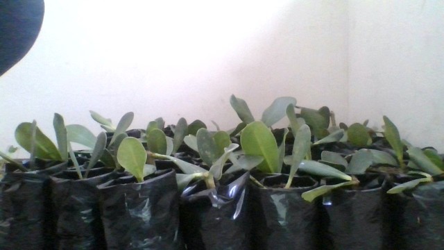 Cambio de maceta a fundas