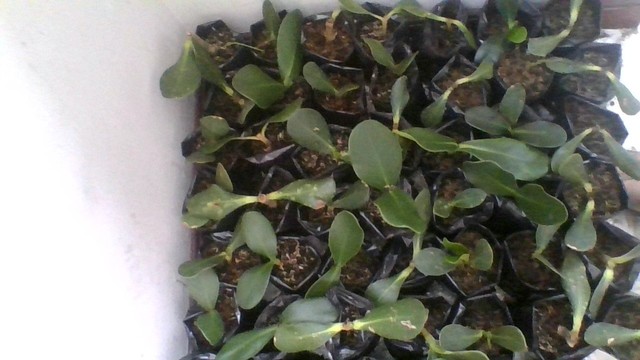 Duco sembrados al 2 mes