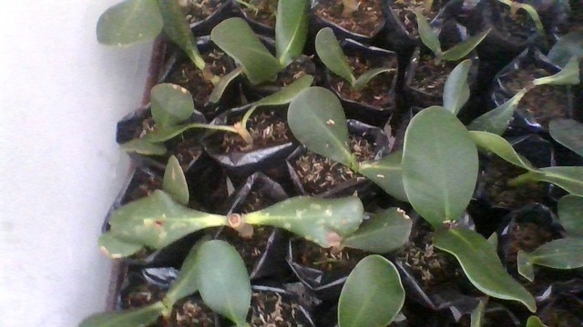 Cambio de color de las hojas