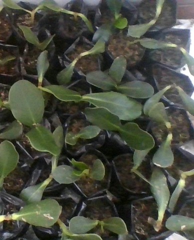 Esquejes sembrados - un mes después de la siembra