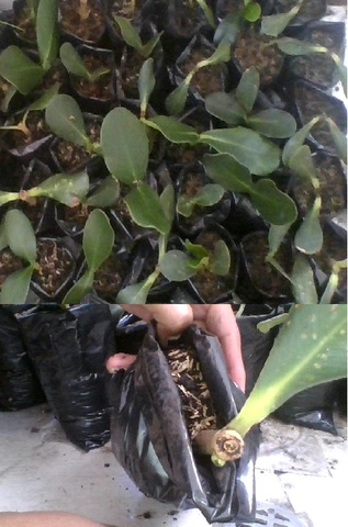 Duco a los 2 meses 6 Dias