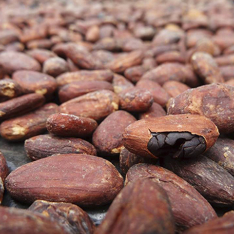 El cacao era la moneda