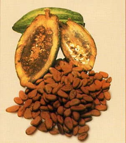 Cacao: moneda y alimento de los mayas
