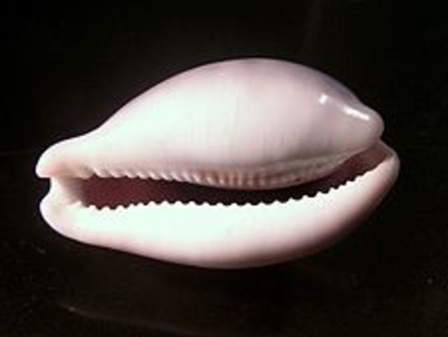 Conchas usadas como dinero