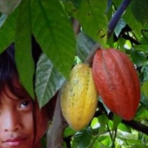 Cacao