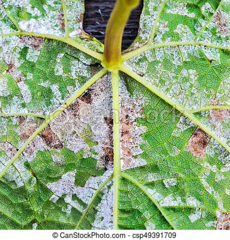 Moho velloso de la uva