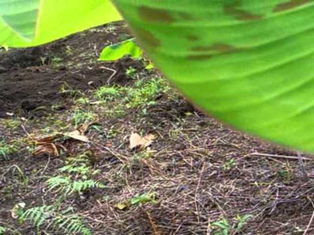 Mancha de hoja de plátano