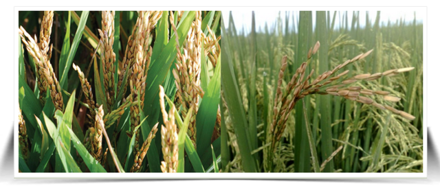 Punto marrón del arroz