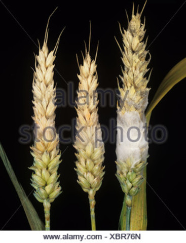 Fusarium, costra del trigo