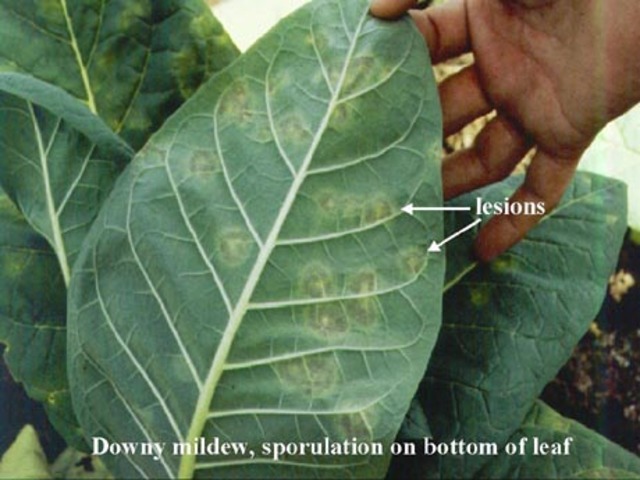 Moho velloso del tabaco  (US)