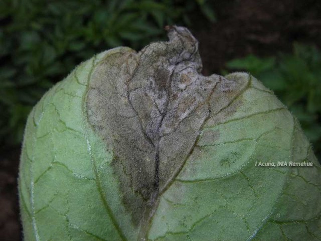 Tizón tardio de la papa/sectores con clima frío y húmedo