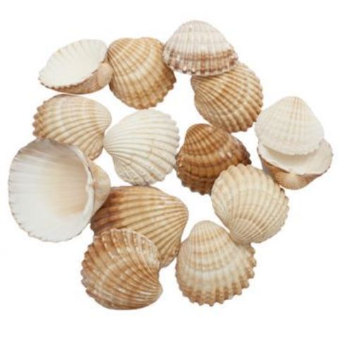 Conchas de mar