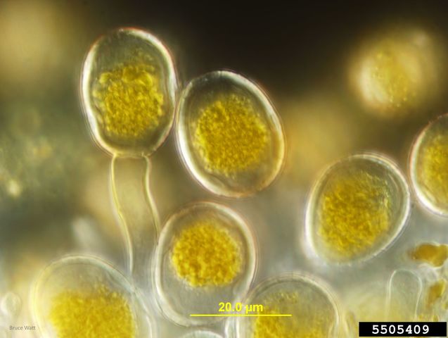 Royas de los cereales