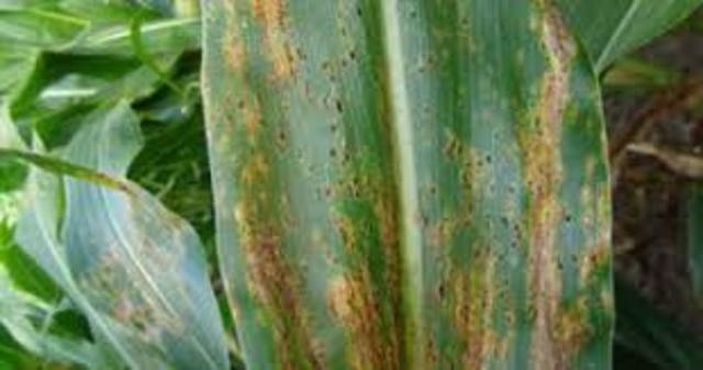 Tizón de hoja del maíz sureña