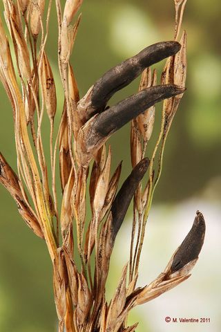 Cornezuelo de centeno y trigo