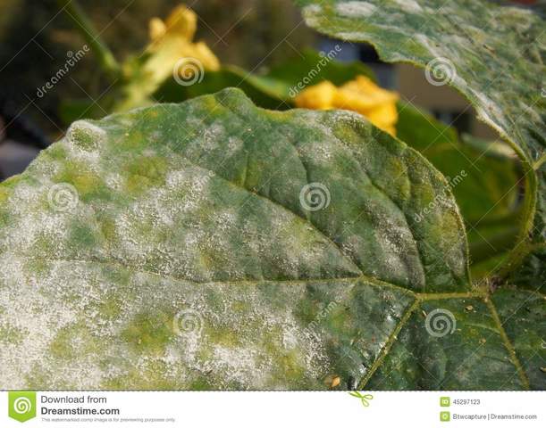 Moho polvoriento de las uvas.