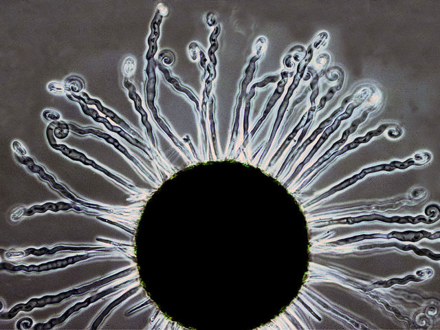 Cenicilla de los viñedos